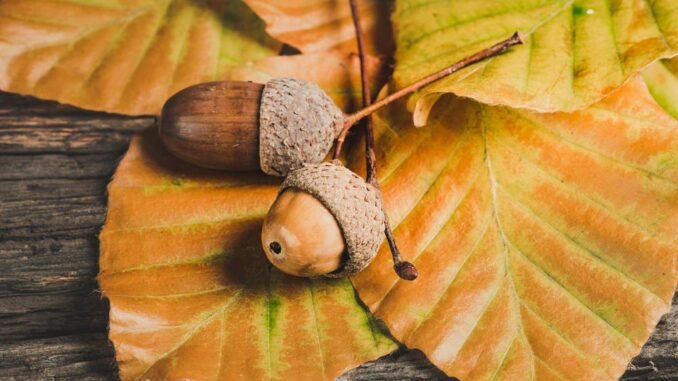 Is Acorns Safe and Secure for Your Money?